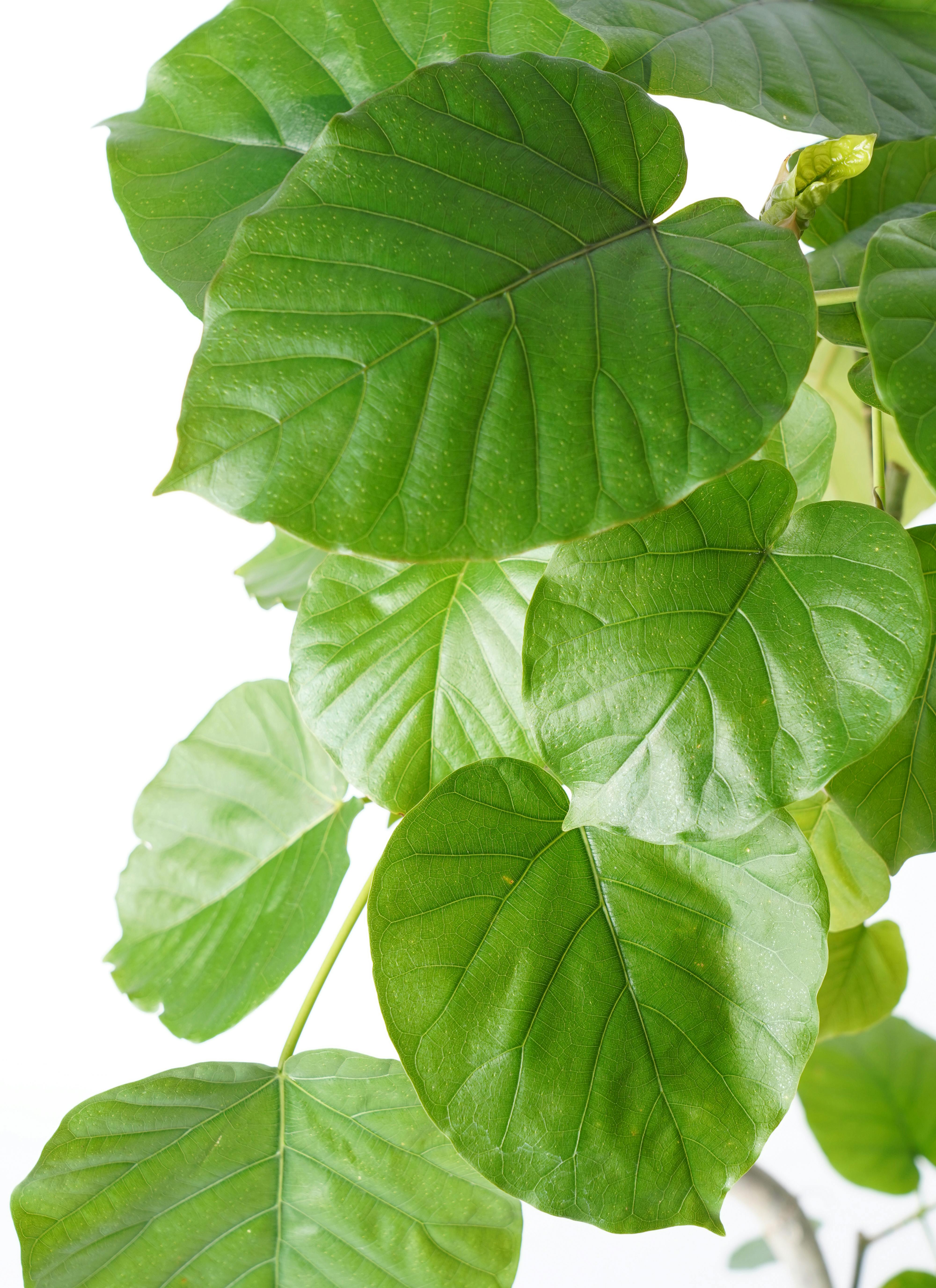 観葉植物 フィカス ウンベラータ 6号 曲り プラスチック鉢 | 観葉植物