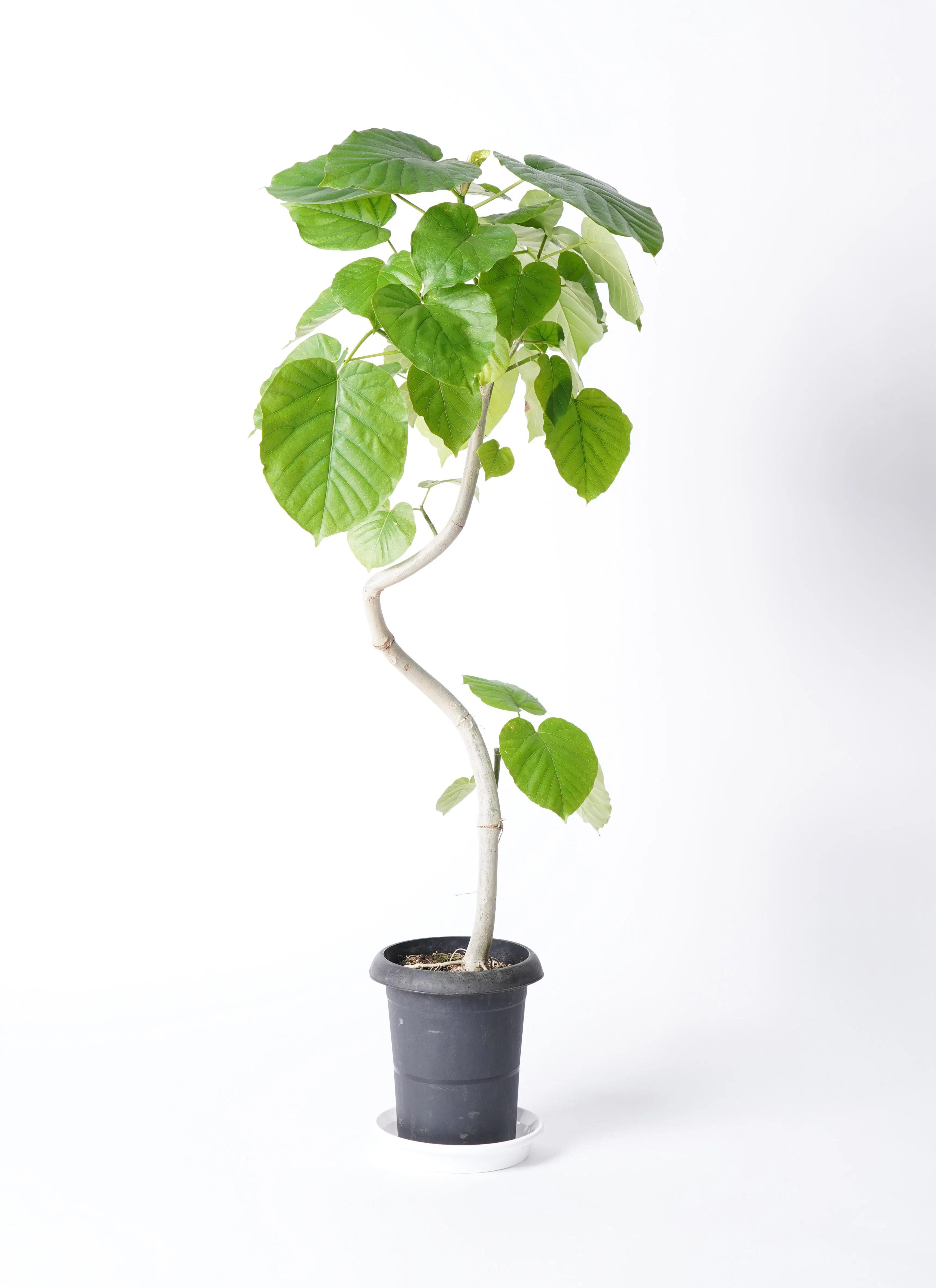 フィカス ウンベラータ 曲がり | 観葉植物通販 HitoHana（ひとはな）