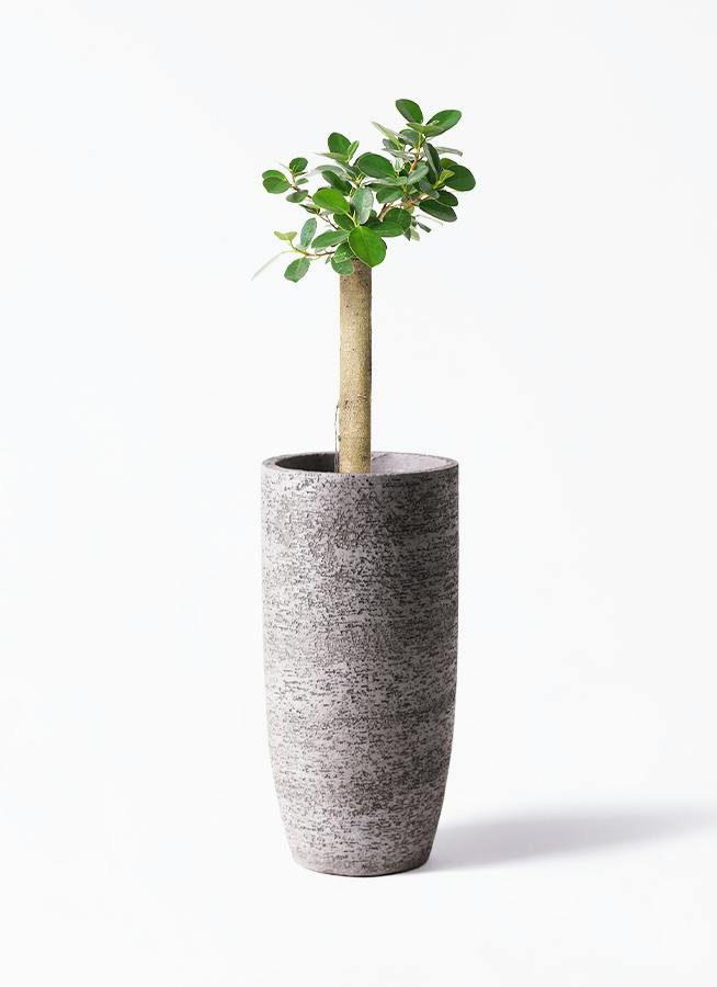 観葉植物 ガジュマル 6号 ベビーリーフ Eco Stone (エコストーン