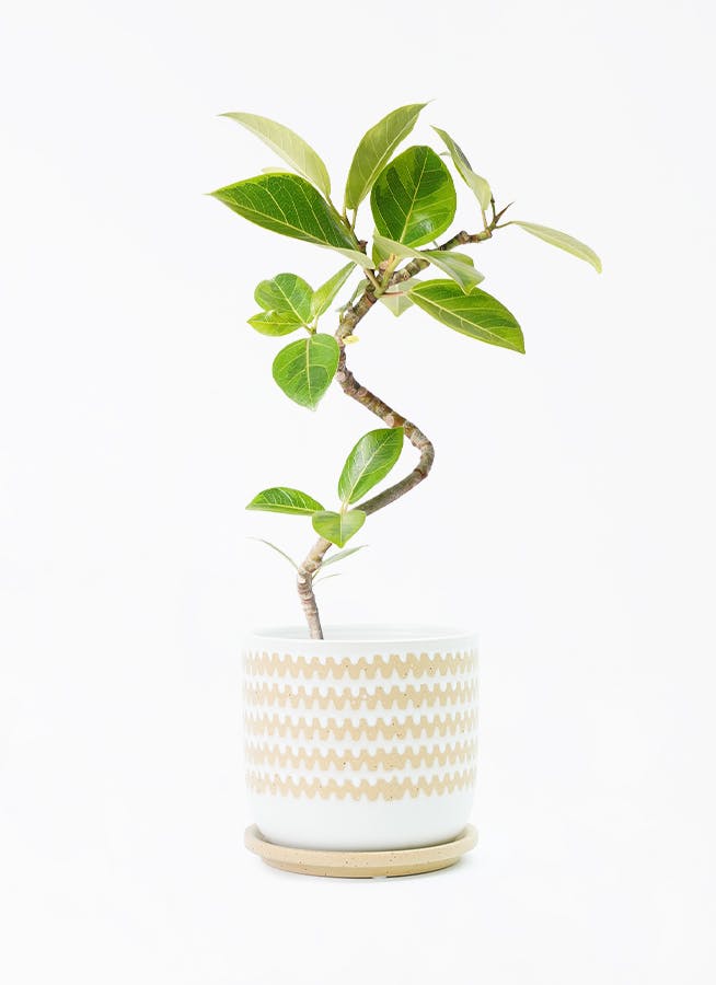 フィカス アルテシーマ 4号 | 観葉植物 | インテリアやギフトに