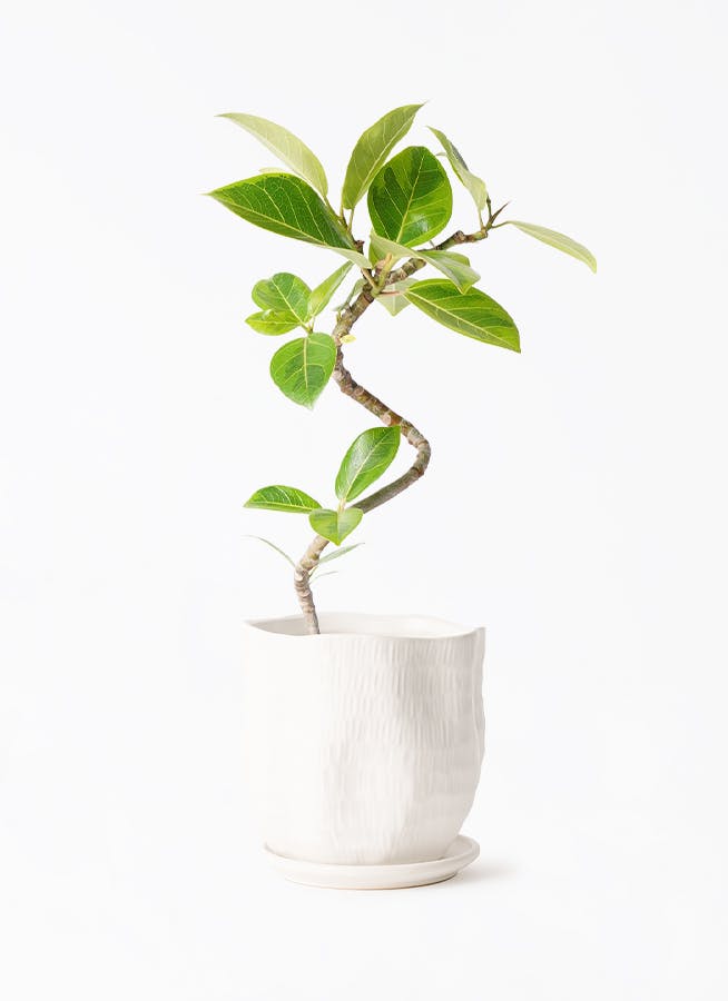 観葉植物 フィカス アルテシーマ 4号 曲り ハピ 白 L 付き | 観葉植物