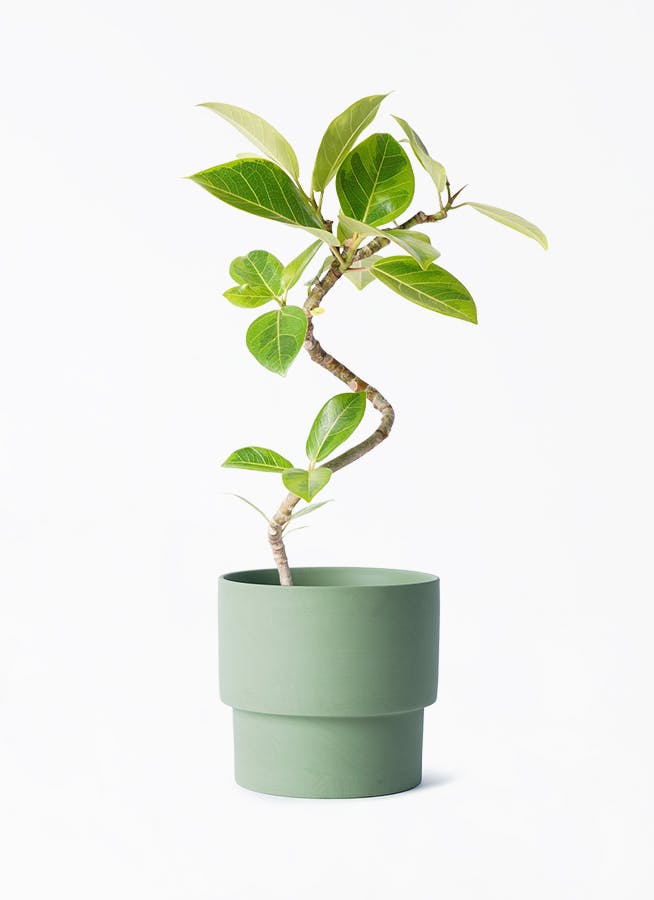 観葉植物 ザミオクルカス 4号 エメリ 14 G グリーン 付き | 観葉植物