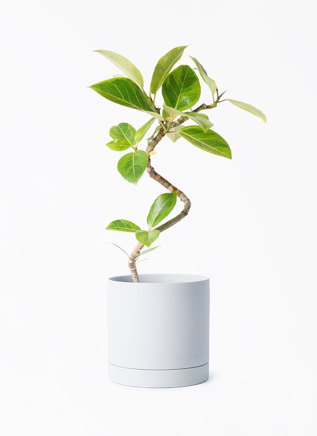 観葉植物 フィカス アルテシーマ 4号 曲り ルーツ 15 H グレー