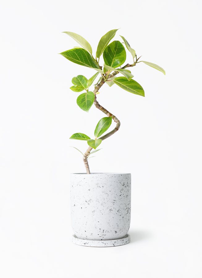 フィカス　アルテシマ　4 フィカス アルテシーマ 4号 曲がり | 観葉植物通販 HitoHana