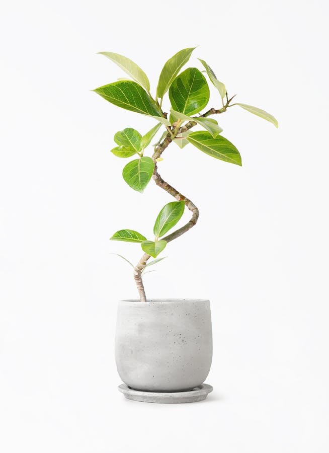 フィカス アルテシーマ | 観葉植物通販 HitoHana