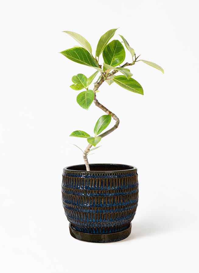 フィカス　アルテシーマ フィカス アルテシーマ/Ficus altissima | GREEN SUPPLY_LUVO
