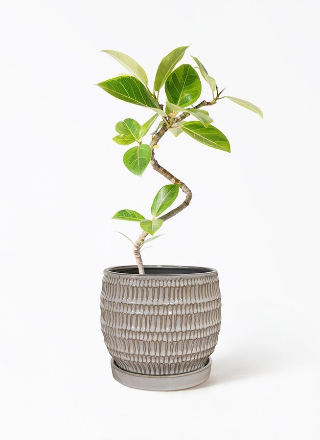 フィカス アルテシマ 4 フィカス：アルテシマ 4号鉢植え の通販