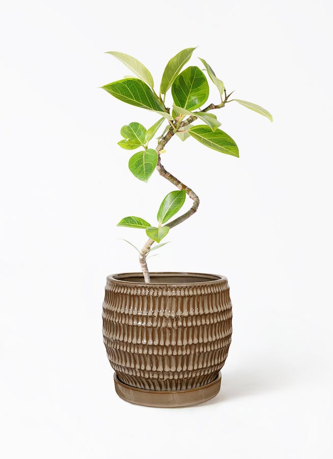 フィカス アルテシーマ 4号 | 観葉植物 | インテリアやギフトに