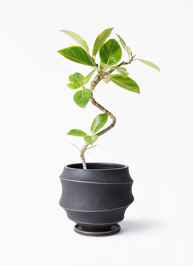 フィカス　アルテシマ　4 フィカス：アルテシマ 4号鉢植え の通販 | 園芸ネット