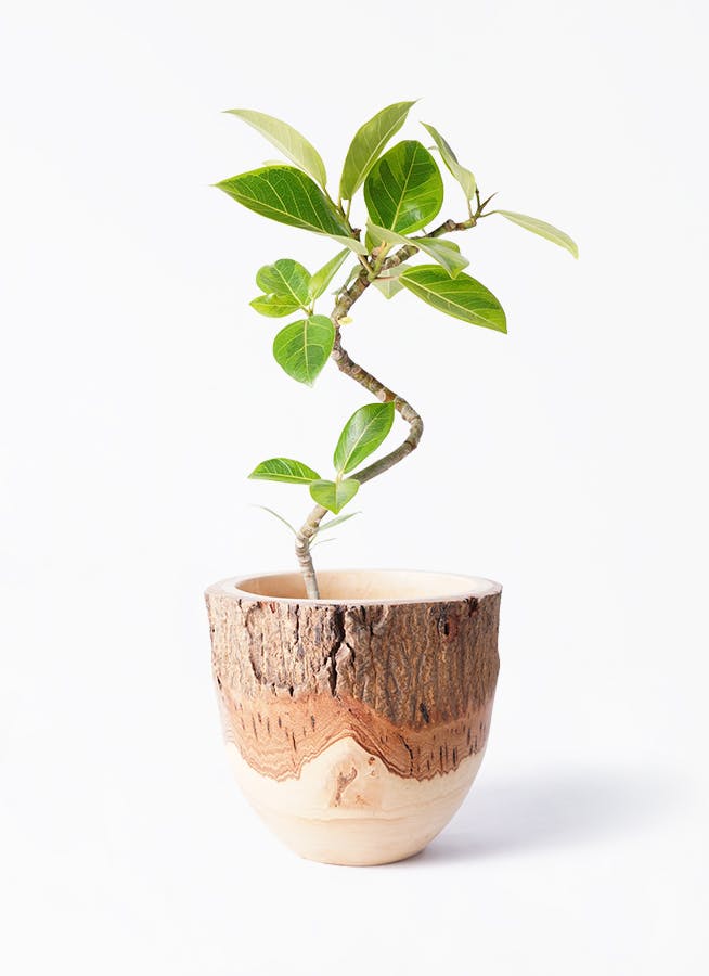 フィカス アルテシーマ 4号 | 観葉植物 | インテリアやギフトに