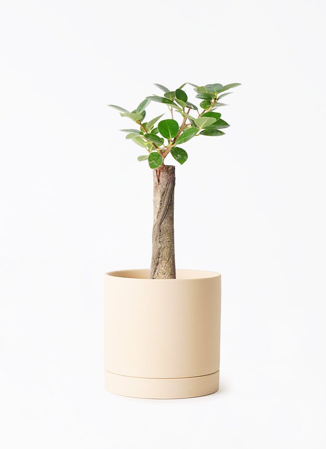 パンダ ガジュマル | 観葉植物通販HitoHana(ひとはな)