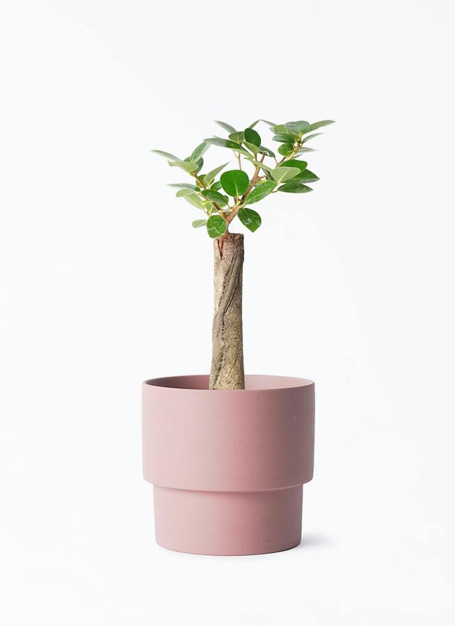 パンダ ガジュマル | 観葉植物通販HitoHana(ひとはな)