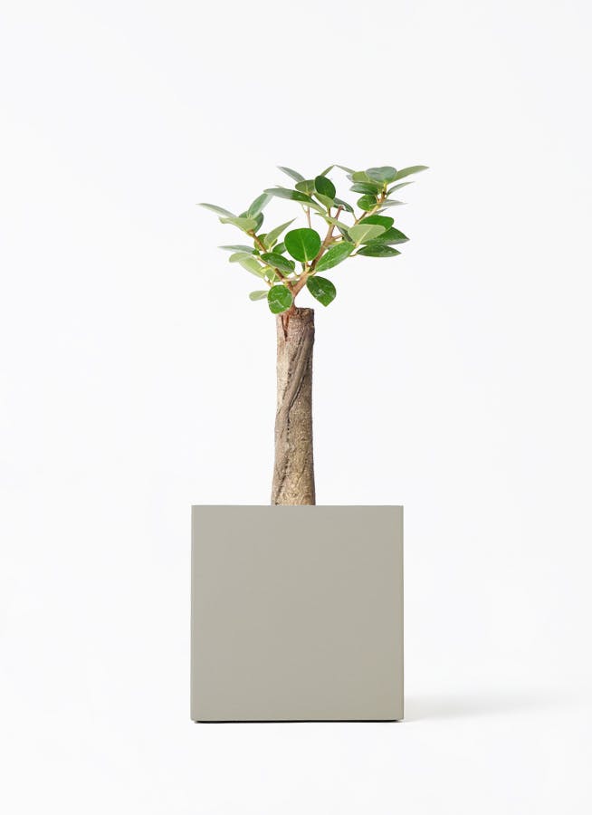 パンダ ガジュマル | 観葉植物通販HitoHana(ひとはな)