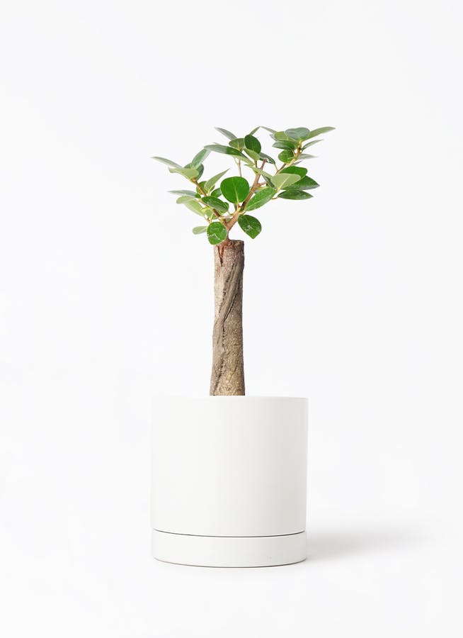 パンダ ガジュマル | 観葉植物通販HitoHana(ひとはな)