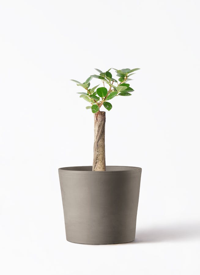 chinese-banyan-panda-114_1.jpg