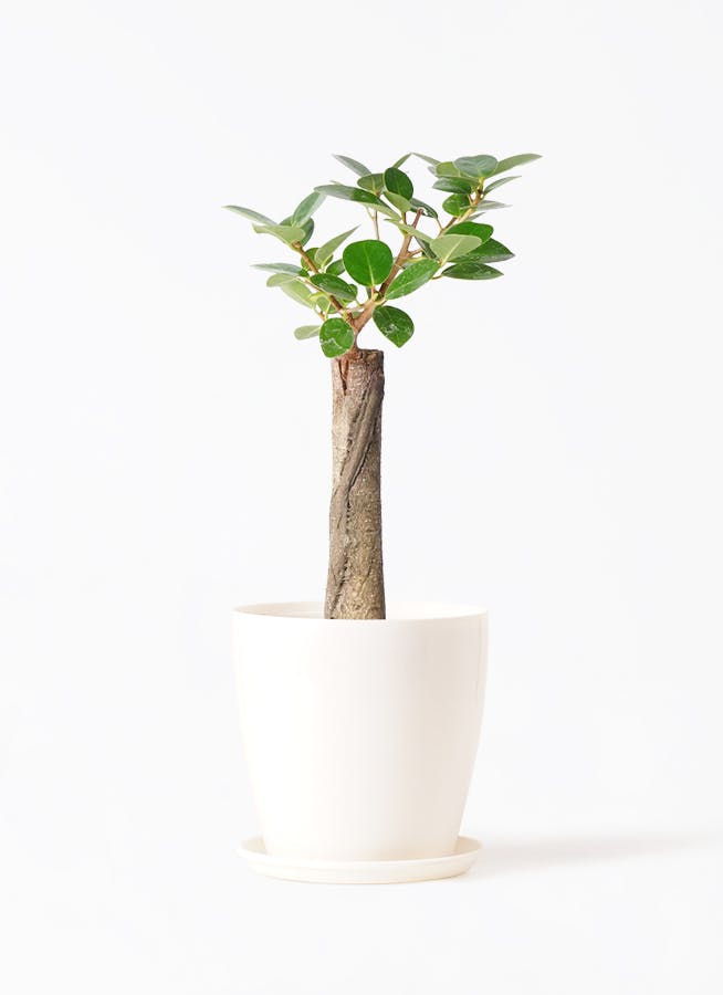 パンダ ガジュマル 朴仕立て | 観葉植物通販 HitoHana（ひとはな）