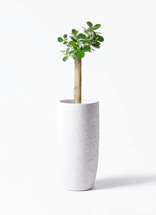 ガジュマル パンダ 朴仕立て 6号 | 観葉植物通販 HitoHana（ひとはな）