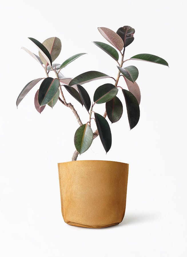 観葉植物 フィカス バーガンディ 6号 曲り レザーポット