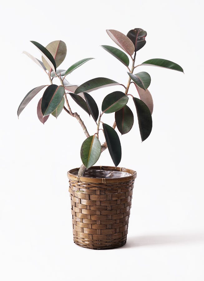 観葉植物 フィカス バーガンディ 220cm 観葉植物 フィカス バーガンディ 8号 曲り エコストーントールタイプ