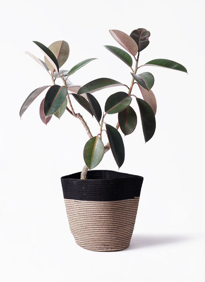 観葉植物 コルディリネ (コルジリネ) サンゴ 6号 リブバスケット