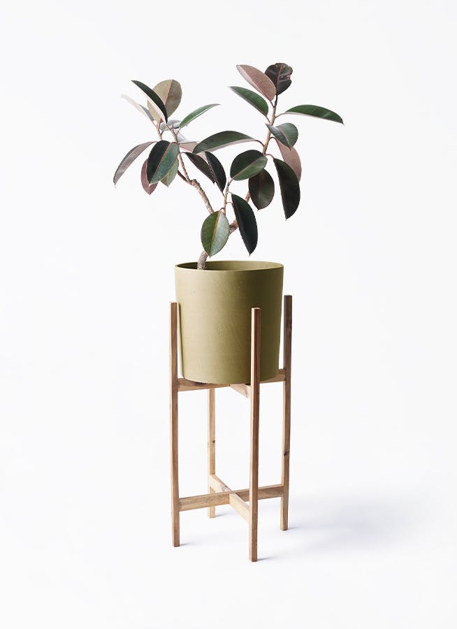 フィカス　バーガンディ　曲がり仕立て　グラファイトストーム陶器鉢　植え込み発送 フィカス バーガンディ 曲がり仕立て 陶器鉢 植え込み発送