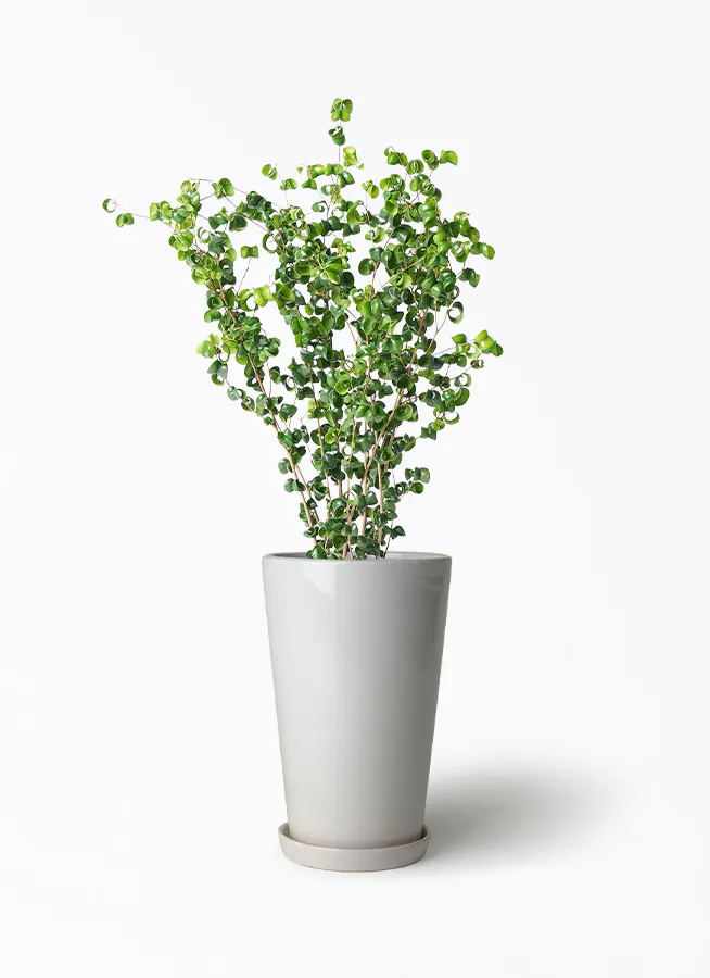 フィカス ベンジャミン バロック | 観葉植物ならHitoHana（ひとはな）