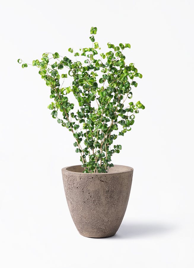 【ベンジャミンバロック 圧巻の230cm！】キャスター付き受け皿付き フィカス ベンジャミン バロック | 観葉植物ならHitoHana（ひとはな）