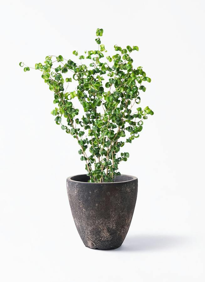 フィカス ベンジャミン バロック | 観葉植物ならHitoHana（ひとはな）