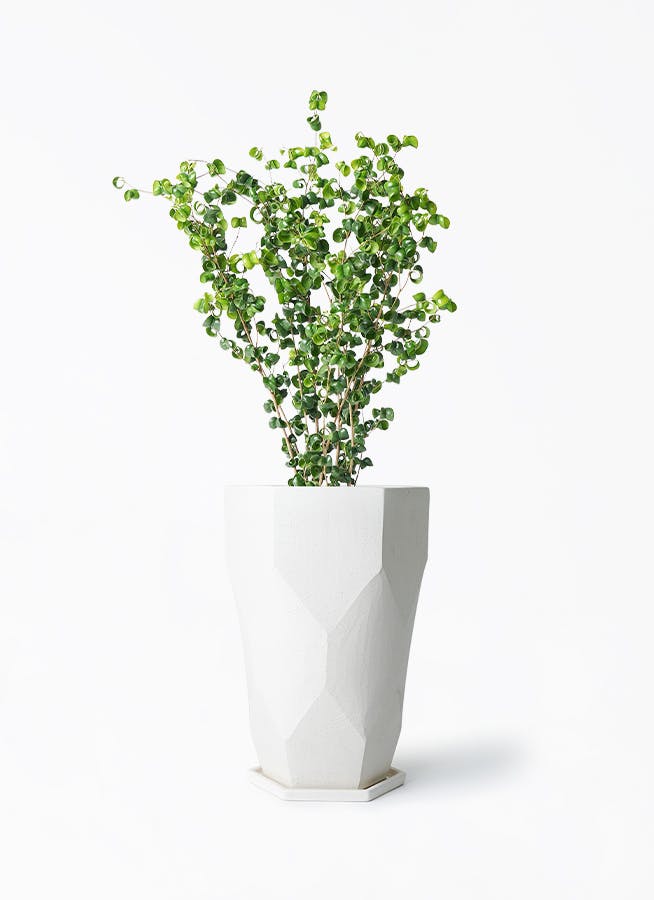 観葉植物 クルシア ロゼア プリンセス 6号 Ceramic(セラミック) トール