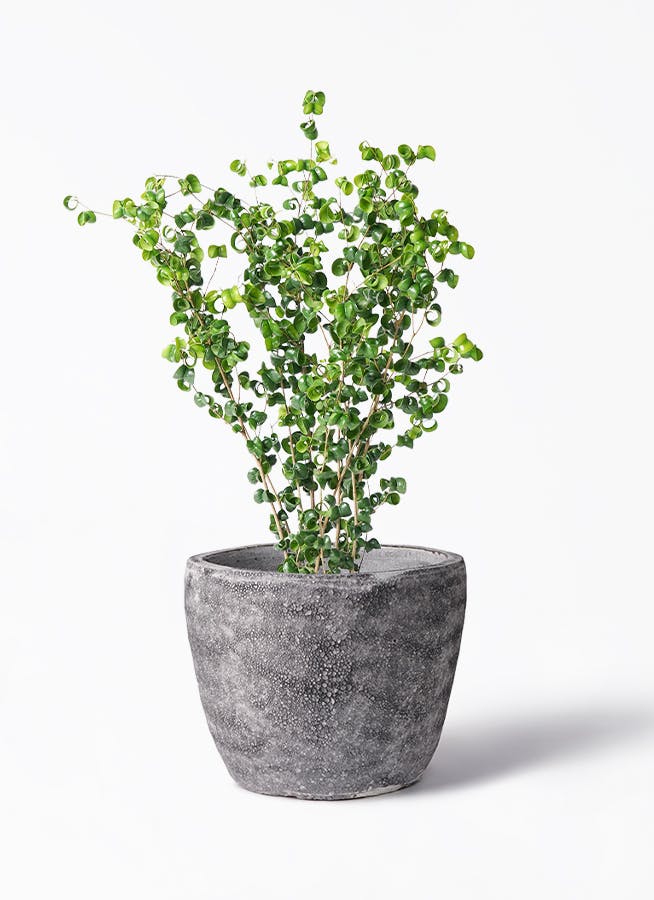 ベンジャミン バロック 鉢植え 観葉植物 ビリジアンブルック 楽天市場】(観葉)『ベンジャミン バロック イノルガニックボウル