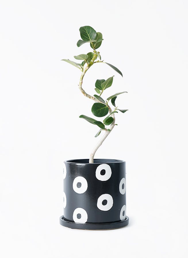 ficus-benghalensis-997_1.jpg