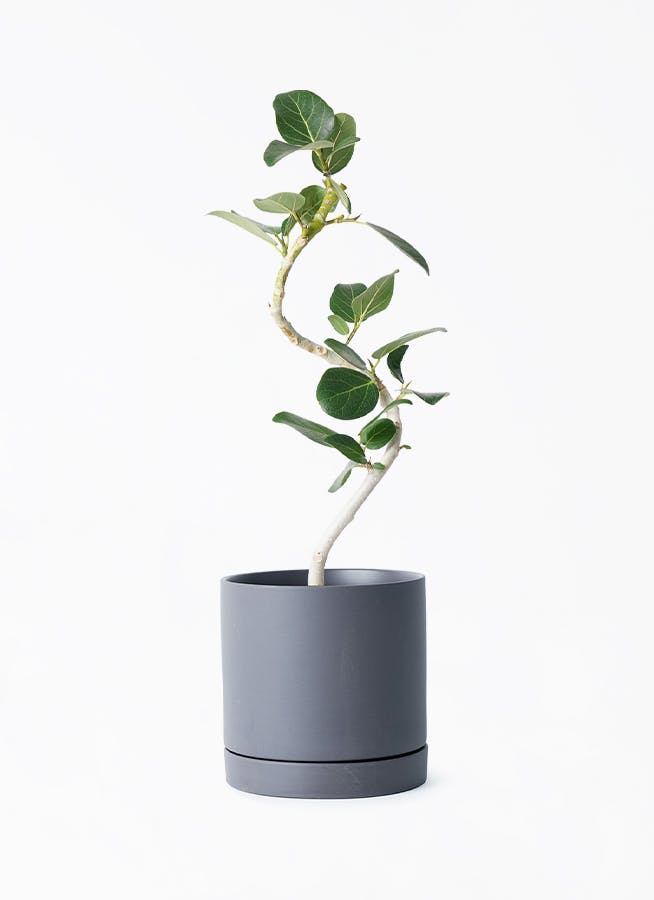フィカス ベンガレンシス 4号 | 観葉植物通販 HitoHana（ひとはな）