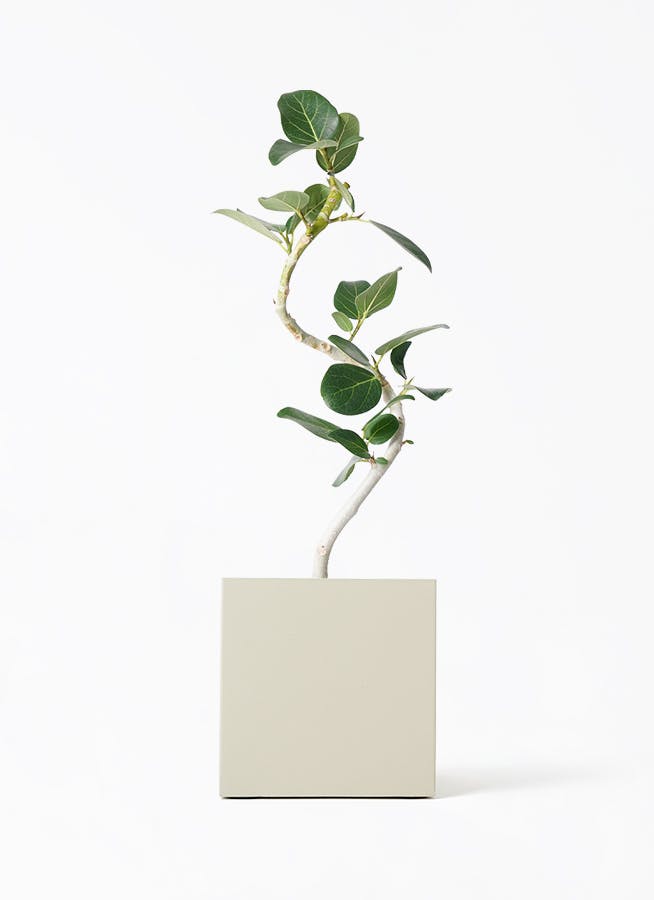 ficus-benghalensis-980_1.jpg
