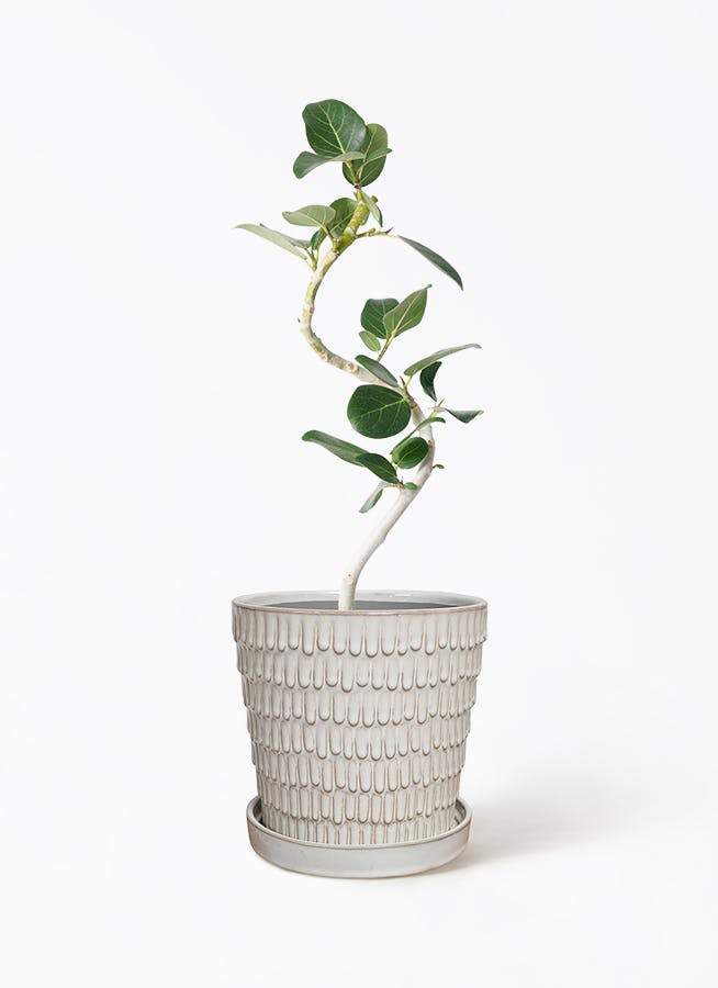 フィカス ベンガレンシス 4号 | 観葉植物通販 HitoHana（ひとはな）