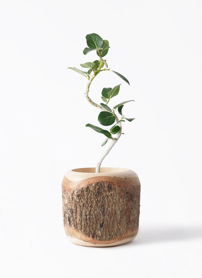 フィカス ベンガレンシス 4号 | 観葉植物通販 HitoHana（ひとはな）