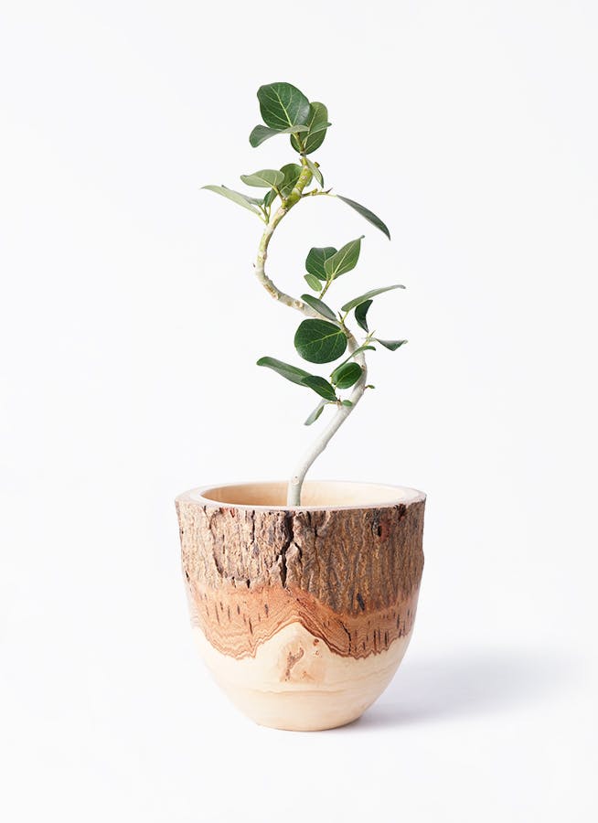 フィカス ベンガレンシス 曲がり | 観葉植物の通販ならHitoHana