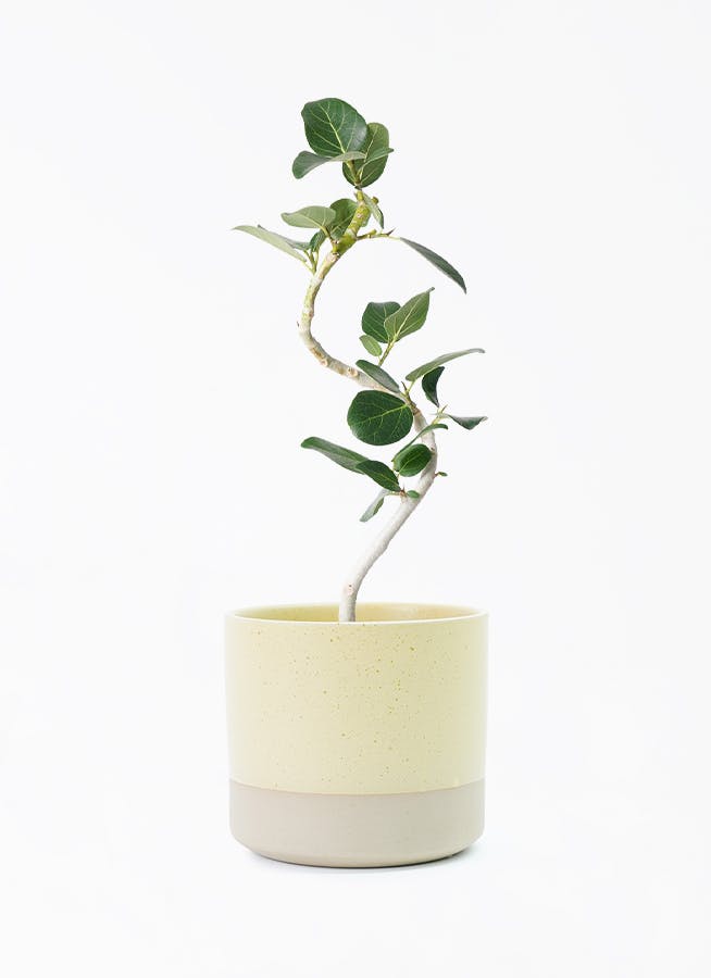 鉢カバー イエロー・オレンジ・ピンク 4号 | 観葉植物の鉢ならHitoHana