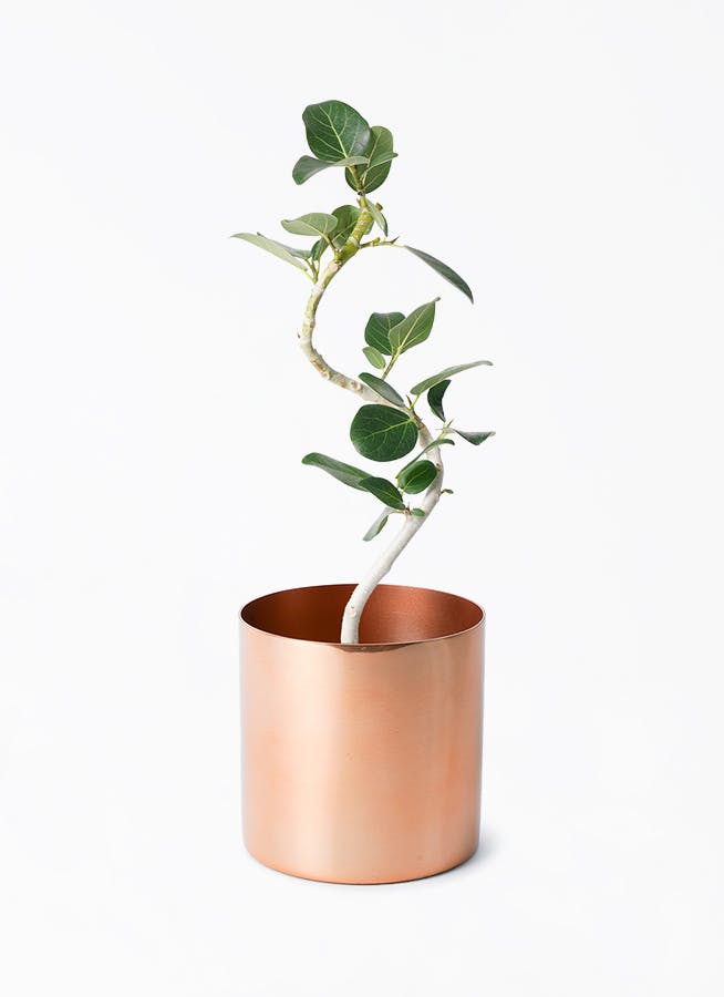 ゴールド・シルバー・ブロンズの鉢カバー・植木鉢 | 観葉植物の
