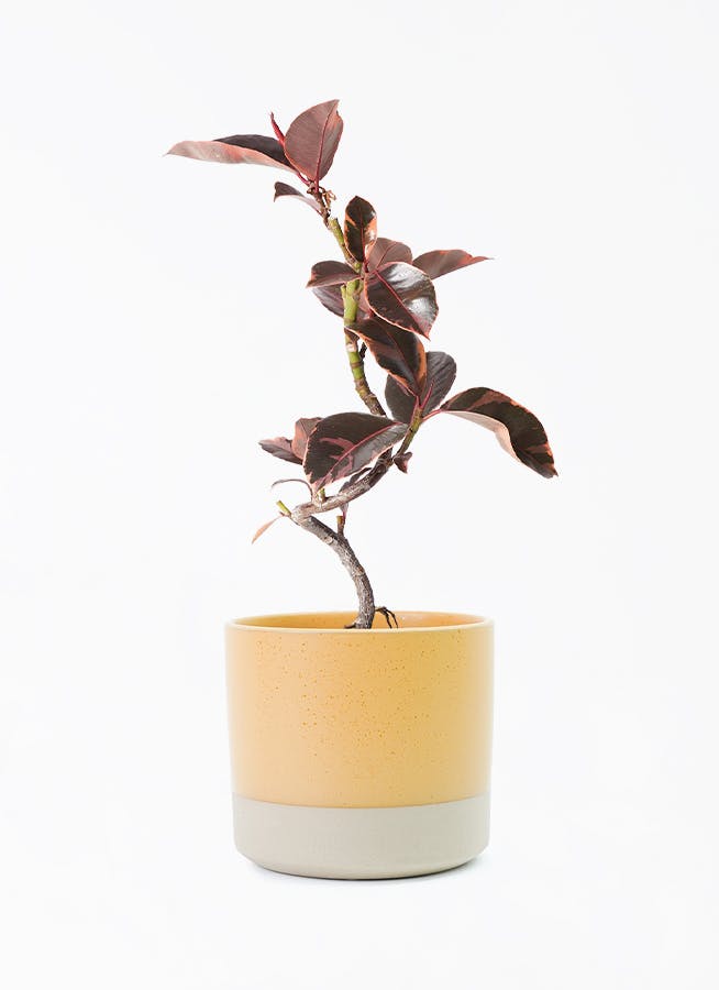 観葉植物 フィカス ルビー 4号 曲り ハンネ 16 R オレンジ 付き | 観葉