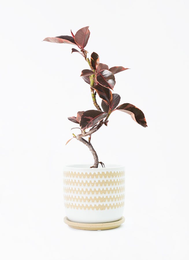 観葉植物 フィカス ルビー 4号 曲り インナ 15 W グリーン 付き | 観葉