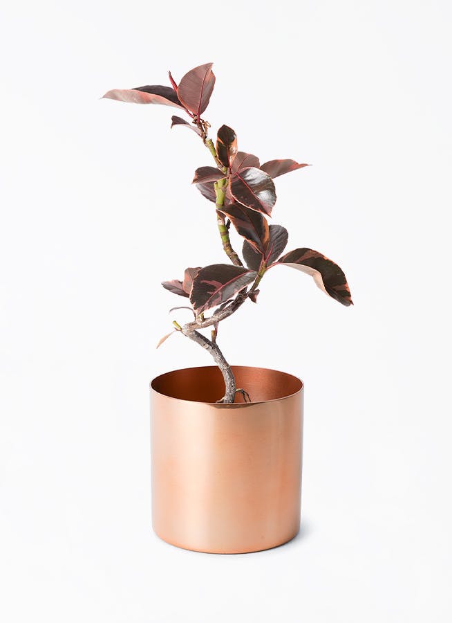 フィカス ルビー 曲げ　観葉植物 観葉植物 フィカス ルビー 4号 曲り ラーケルシリンダー 15 コッパー
