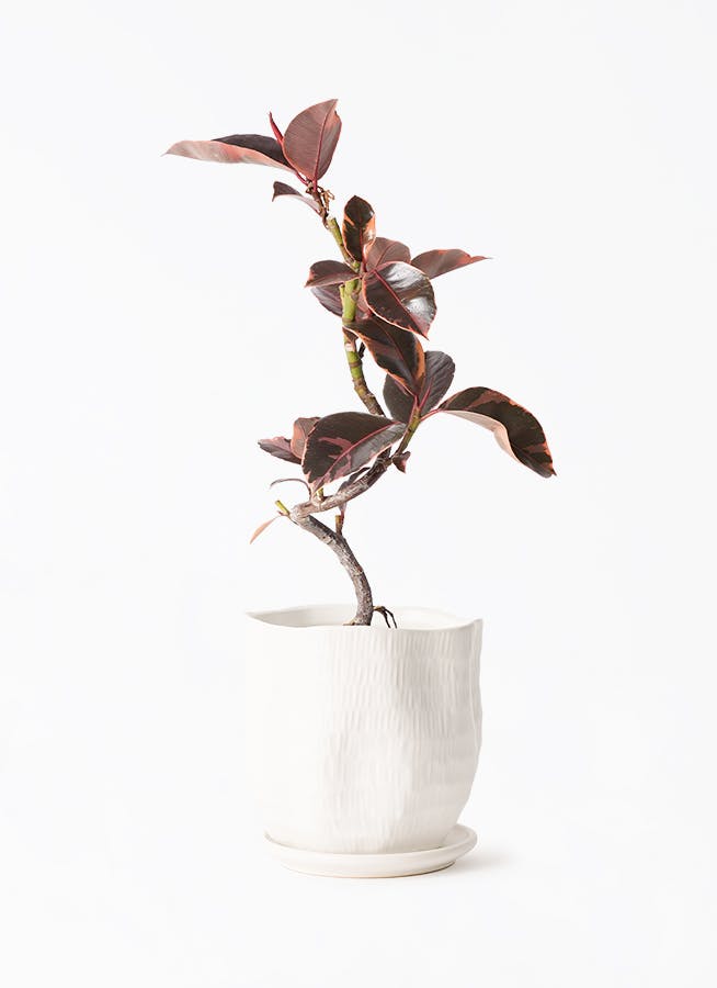 観葉植物 フィカス ルビー 4号 曲り ハピ 白 L 付き | 観葉植物なら