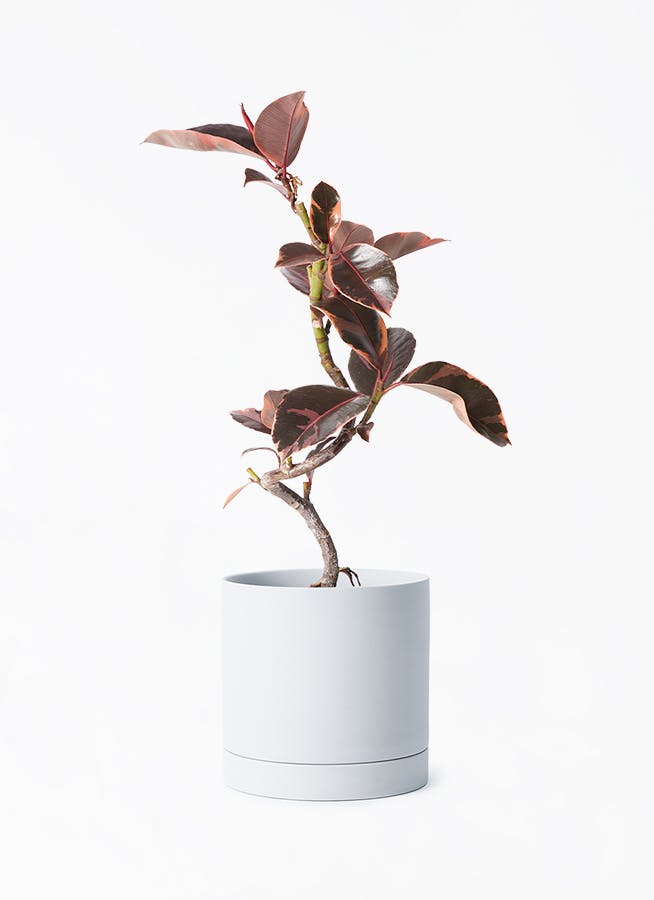 観葉植物 フィカス ルビー 4号 曲り ルーツ 15 H グレー 付き | 観葉
