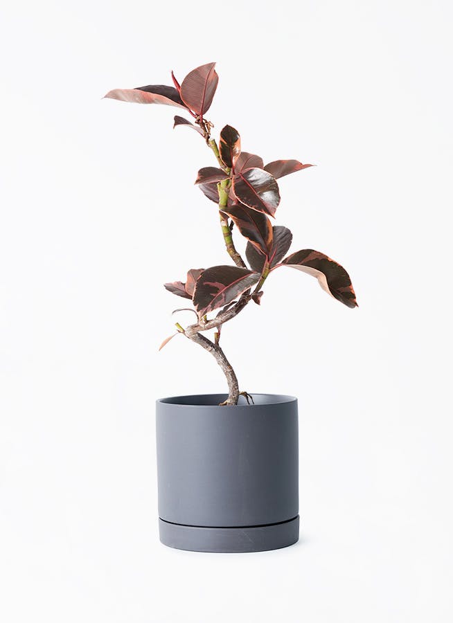 その他観葉植物 Noir Amazon｜エバーフレッシュ ねむの木 7号鉢サイズ 黒色