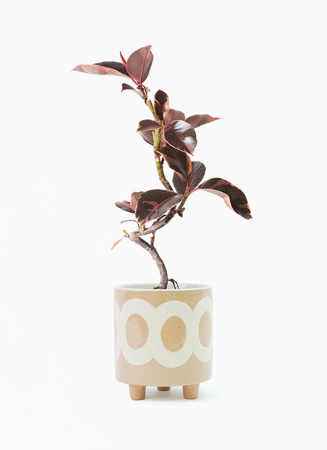 フィカスルビー 曲がり | 観葉植物通販 HitoHana（ひとはな）