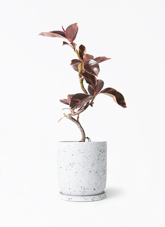 観葉植物 フィカス ルビー 4号 曲り ピエドロベージュ M 付き | 観葉