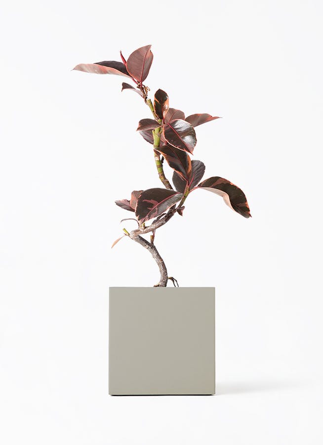 観葉植物 ザミオクルカス 4号 クッカ 15 G グレー 付き | 観葉植物なら