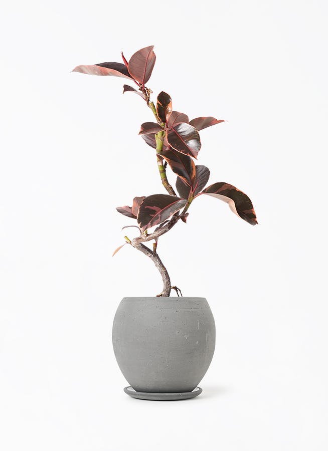 フィカスルビー 曲がり | 観葉植物通販 HitoHana（ひとはな）