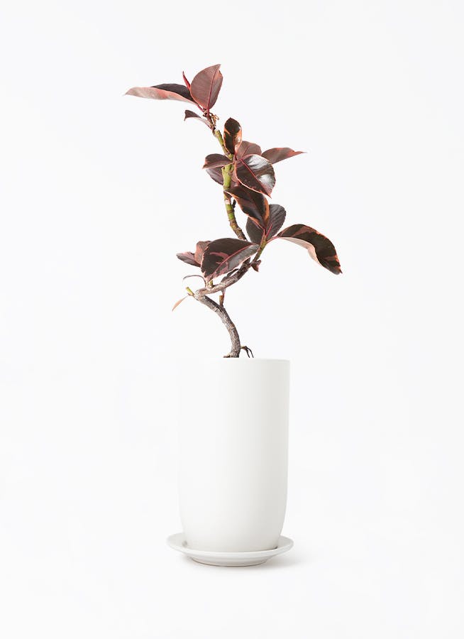 フィカス ルビー | 観葉植物通販HitoHana(ひとはな)