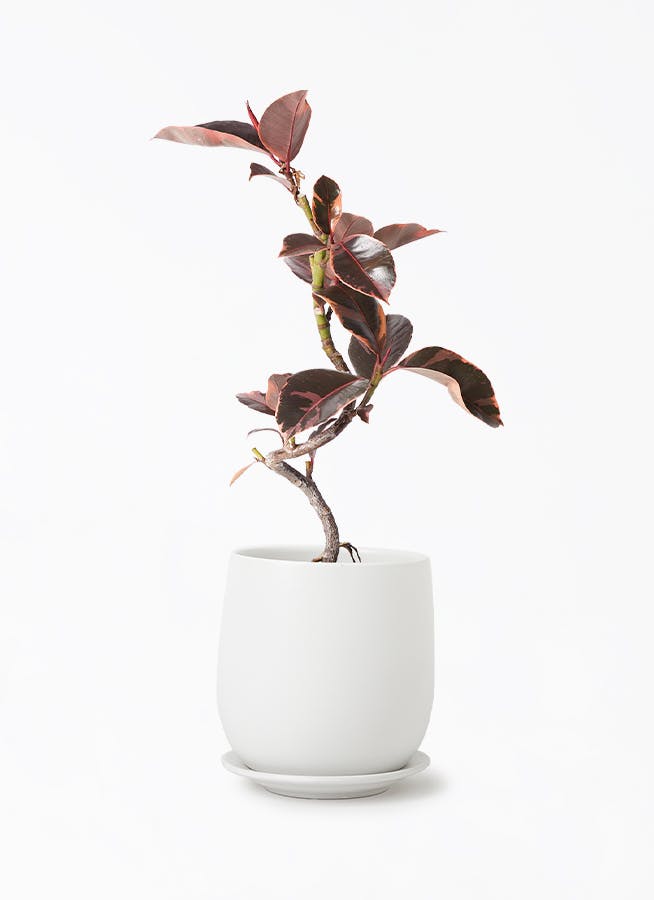 観葉植物 フィカス ルビー 4号 曲り オスト ボール マットホワイト